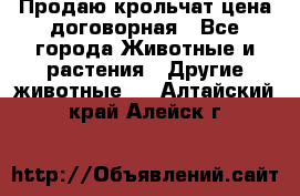 Продаю крольчат цена договорная - Все города Животные и растения » Другие животные   . Алтайский край,Алейск г.